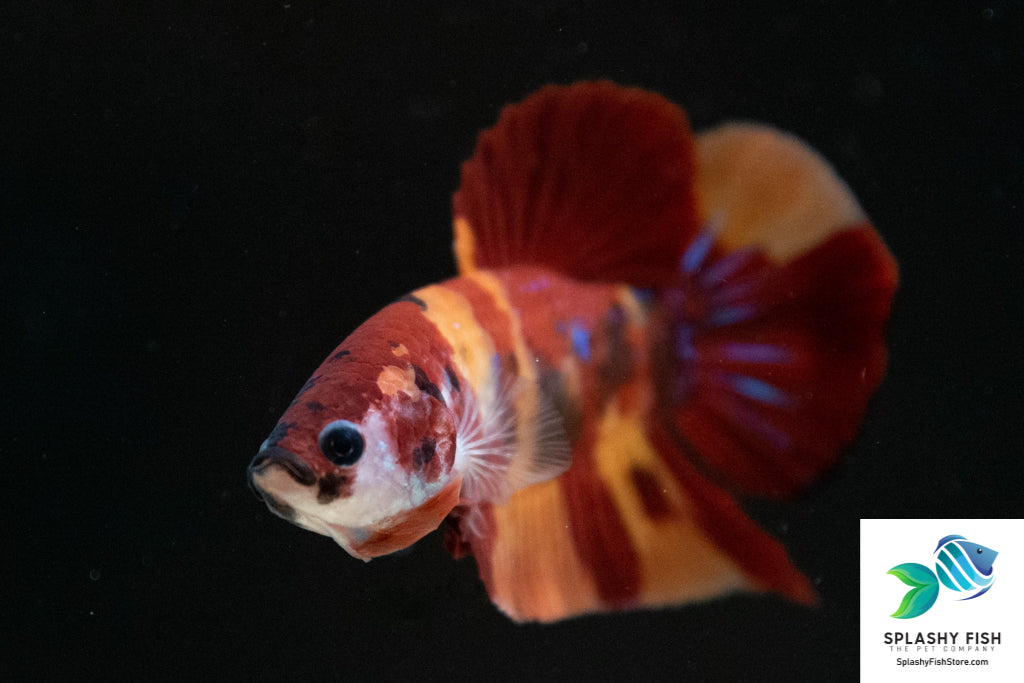 Halfmoon Plakat Male Betta Fish For Sale | Freshwater Fish Tank