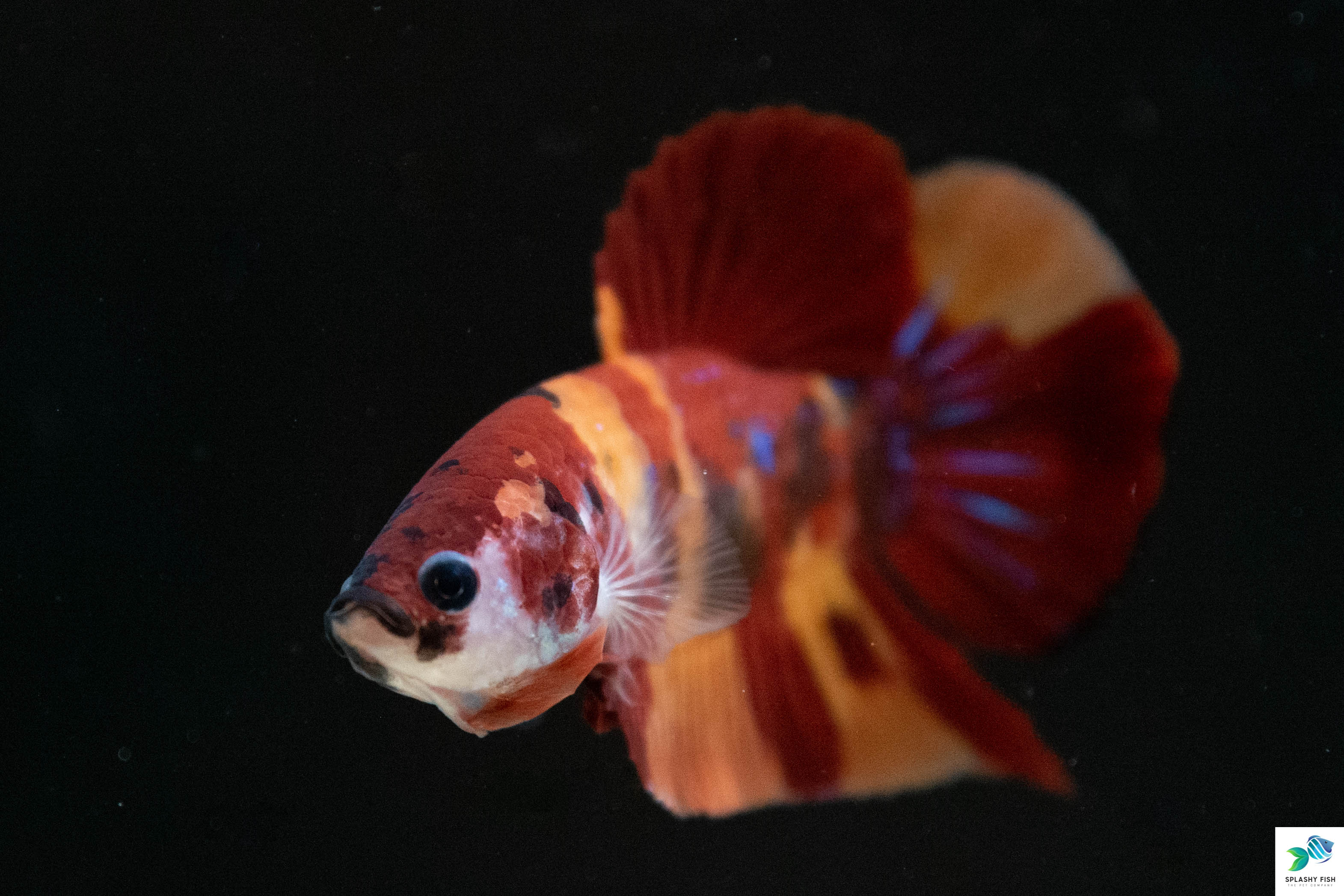 Halfmoon Plakat Betta Fish For Sale | Freshwater Aquarium Fish