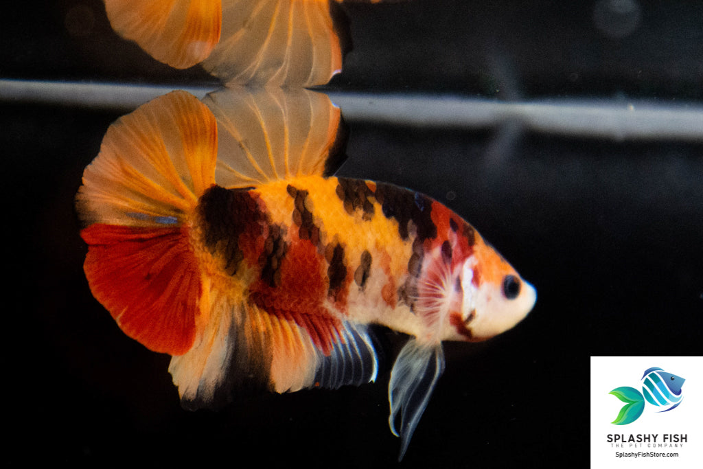 HMPK Koi Male Betta Fish For Sale | Freshwater Fish Tank