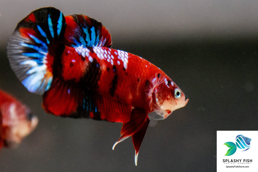 Red and Blue Male Betta Fish For Sale | Freshwater Fish | Red Koi Betta Fish For Sale