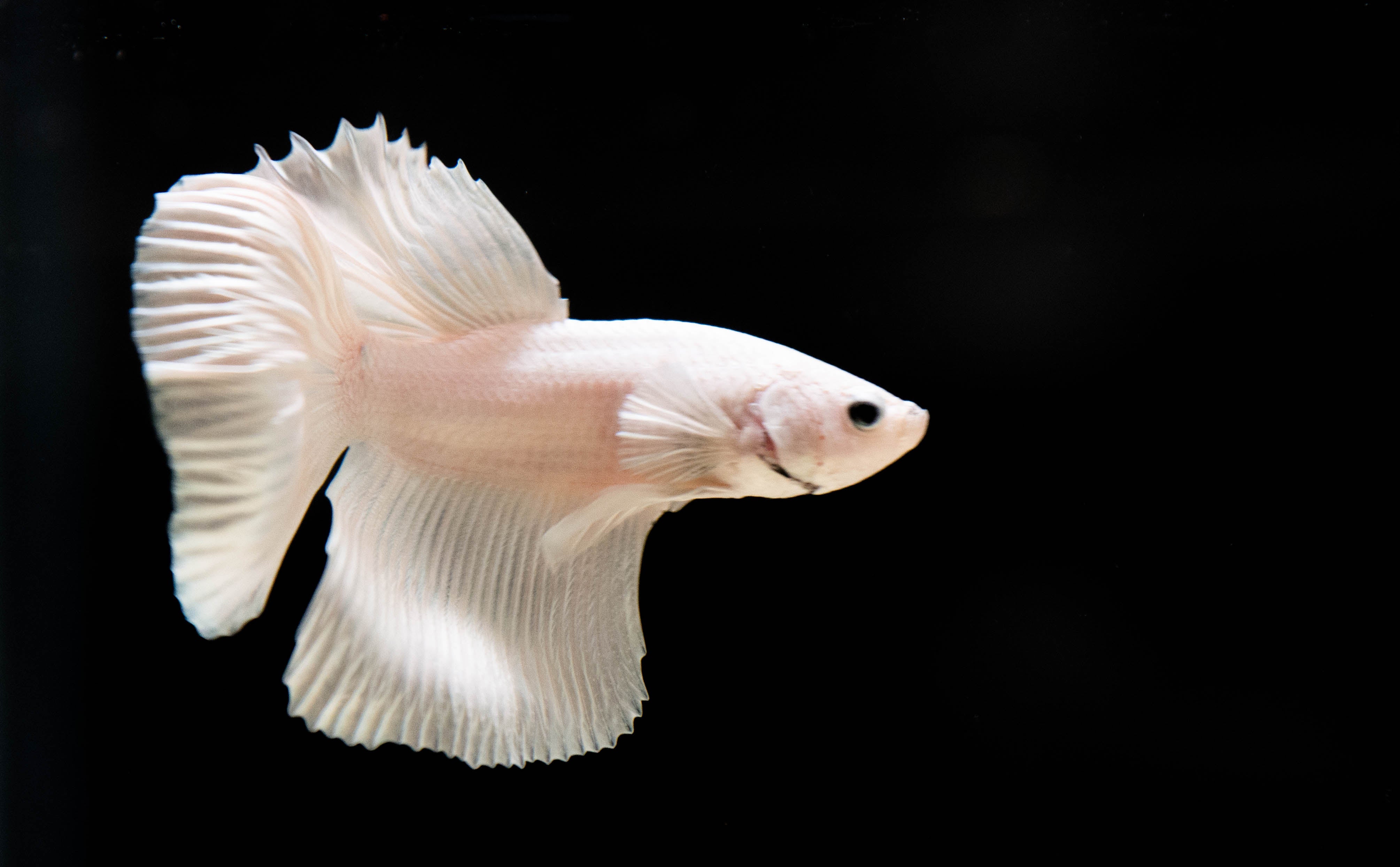 Platinum White Dumbo Halfmoon Betta Fish Male Medium Size