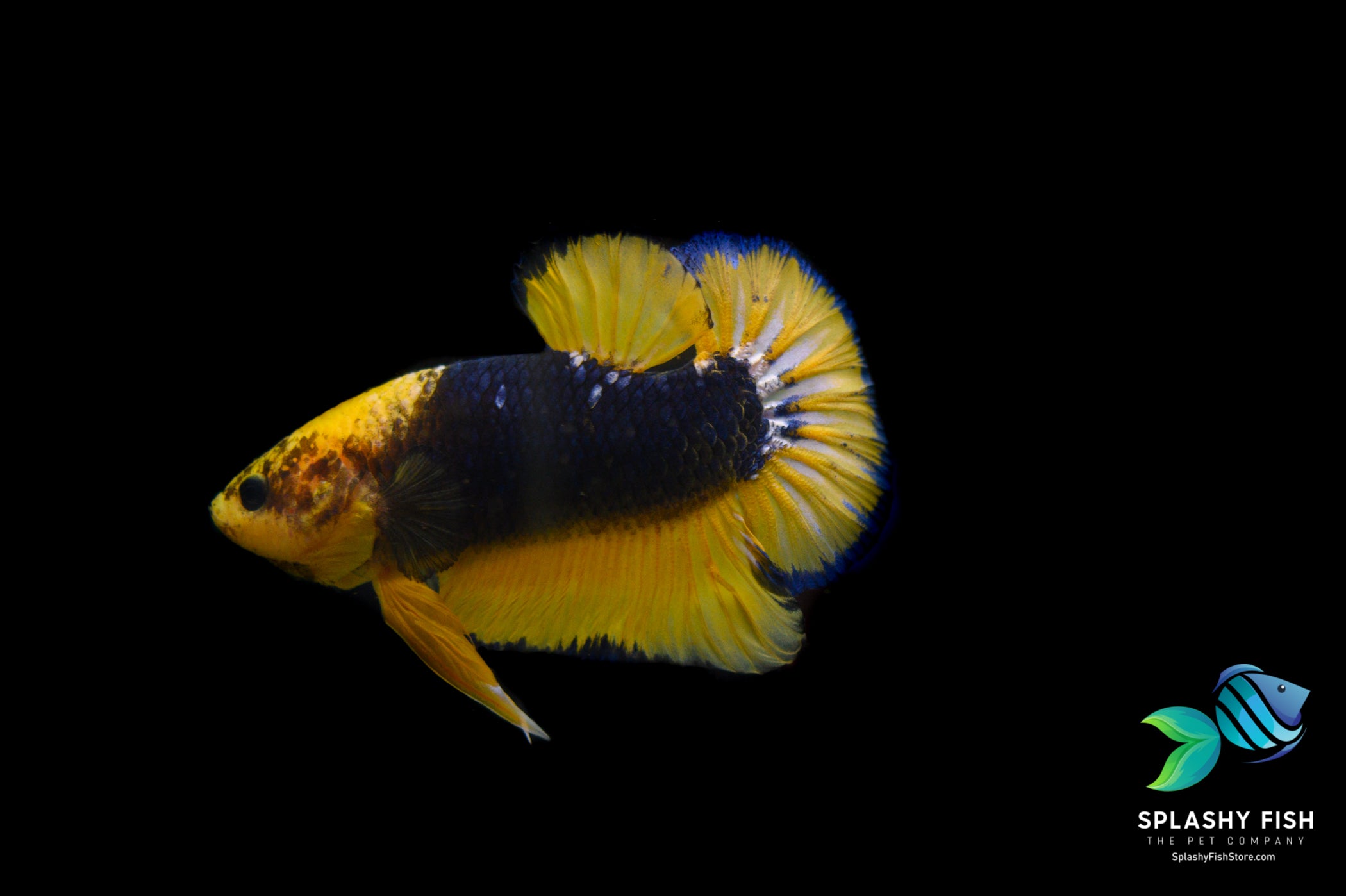 Yellow Fancy Halfmoon Plakat Betta Fish