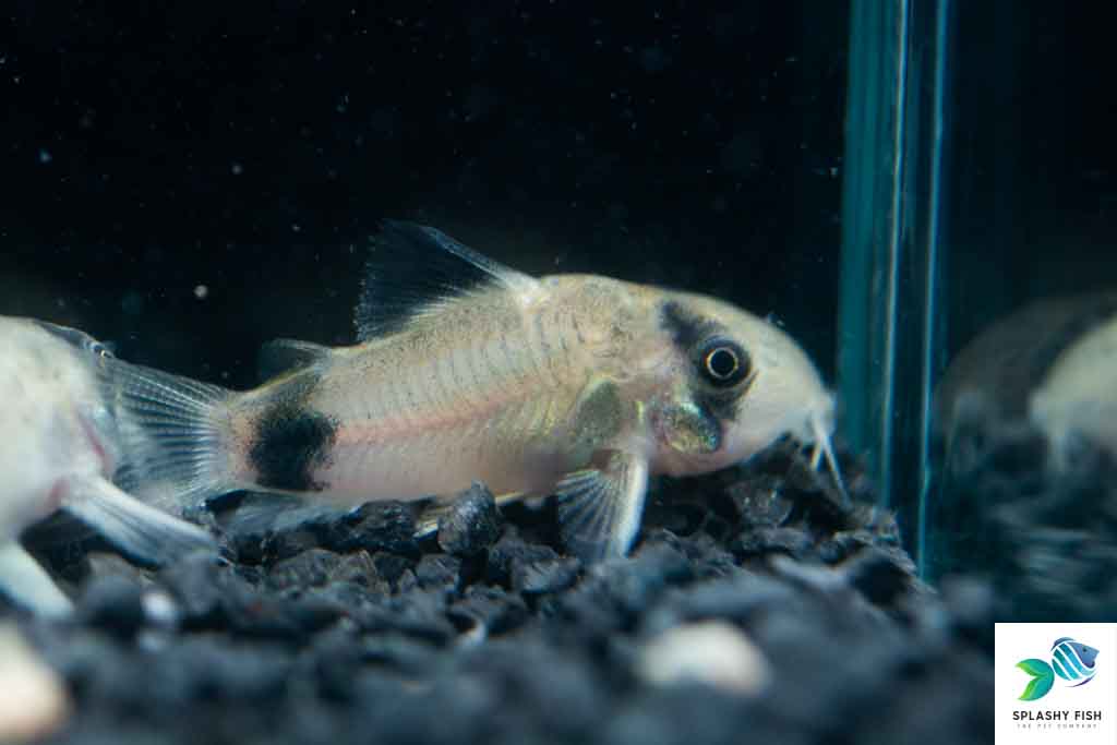panda cory catfish for sale, panda corydoras for sale, panda cory fish, panda corydoras fish, buy panda corydoras online, panda corydoras for sale near me, panda cory catfish for aquarium, panda corydoras fish, panda corydoras freshwater fish