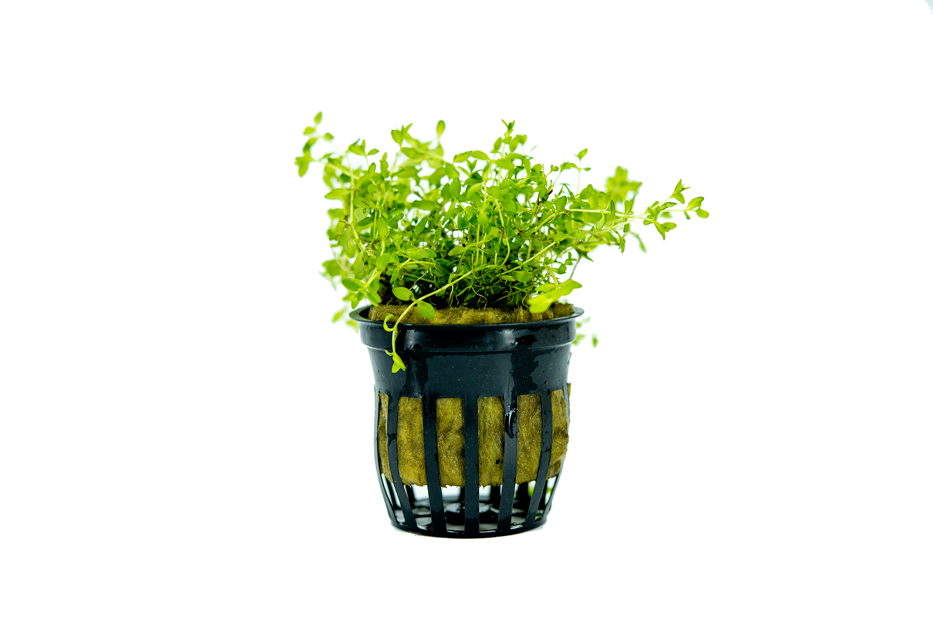 Pearl Weed Pot Plant| Plants Aquariums | Plants for Aquarium| Aquatic plant