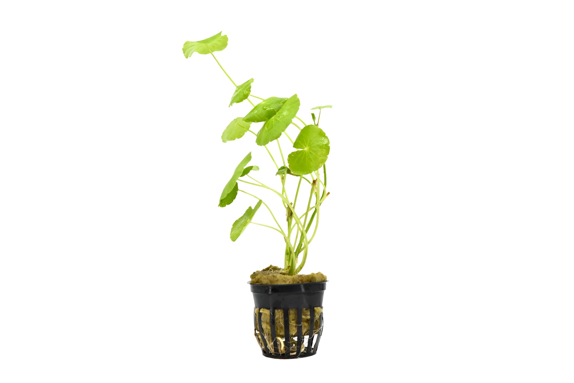 Pennywort Brazilian Plant | Live Aquarium Plant