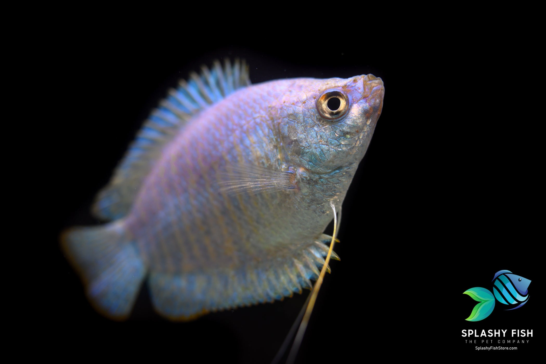Male Power Blue Dwarf Gourami For Sale | Splashy Fish