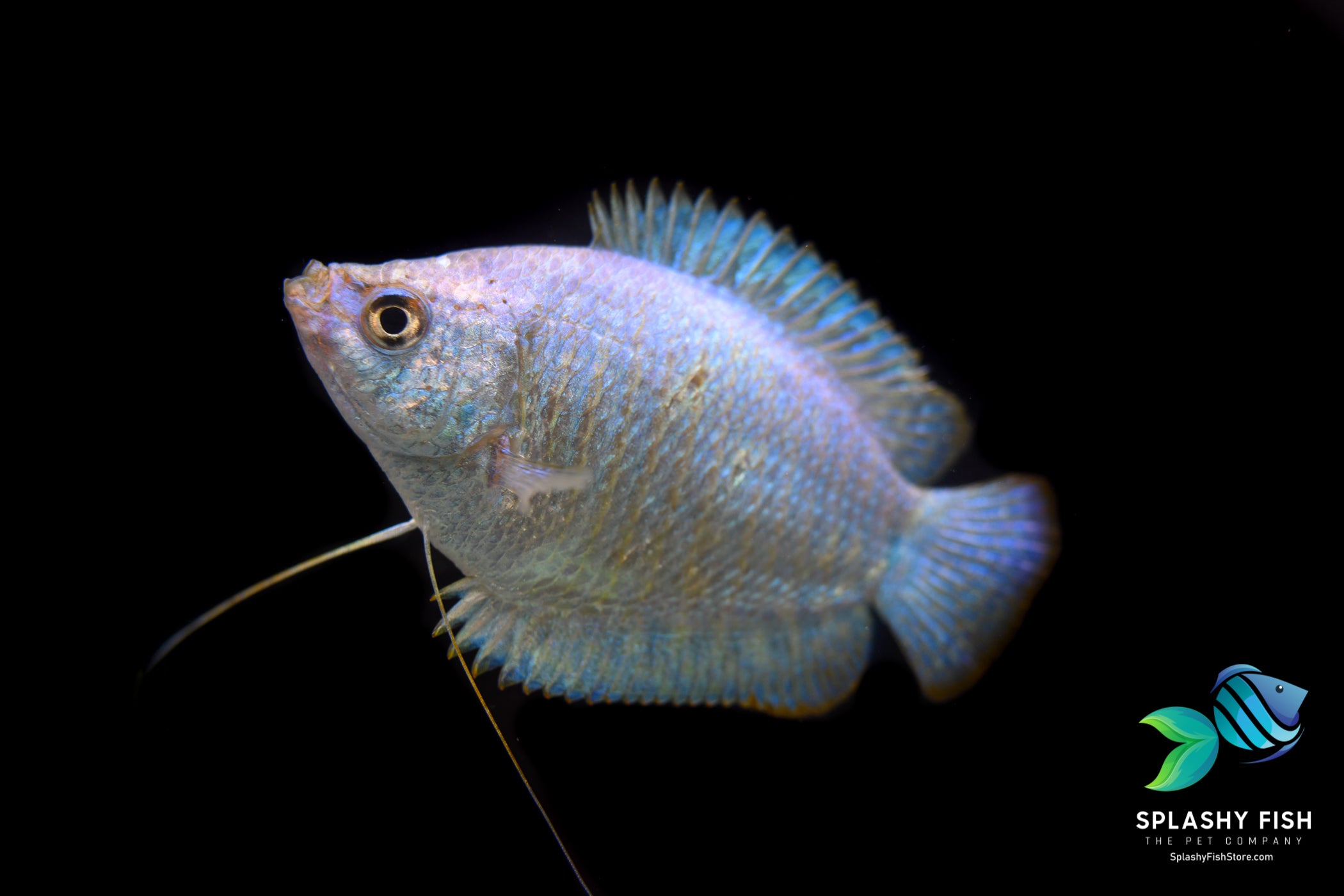 Power Blue Dwarf Gourami For Sale | Splashy Fish