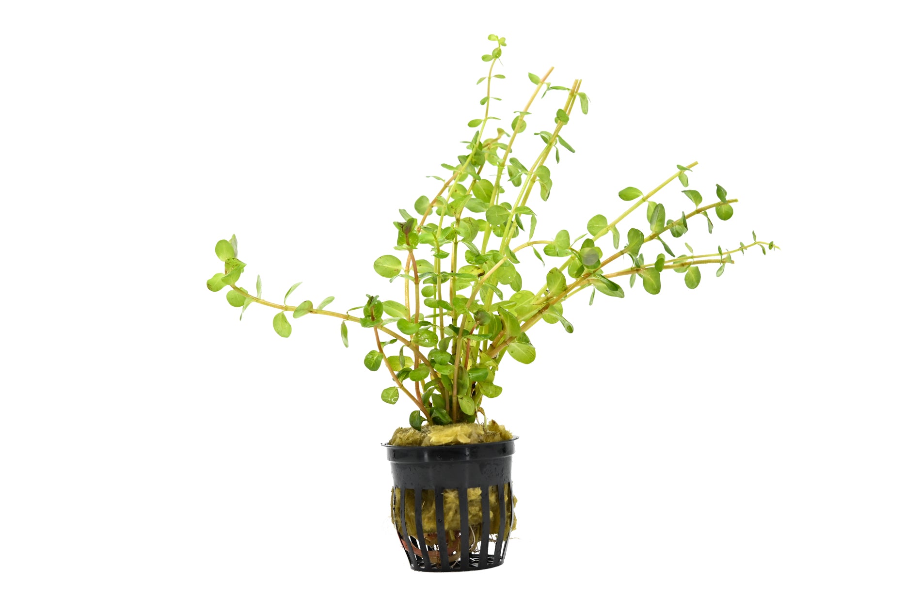 Rotala Plant | Live Aquarium Plant