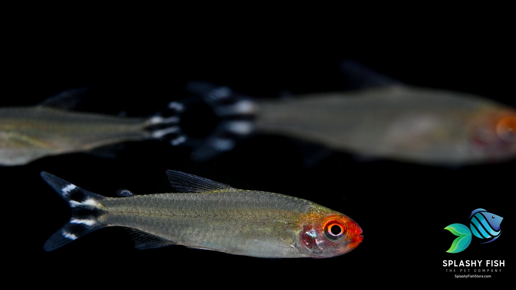 rummy nose tetra Fish with bright red head swimming in school