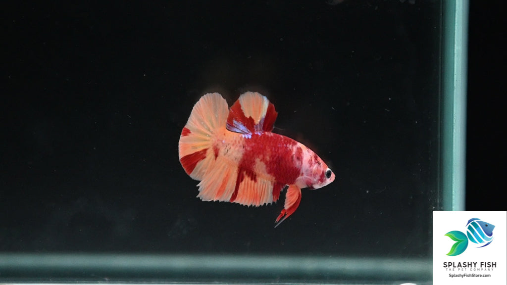 Male Betta Fish For Sale | Live Fish