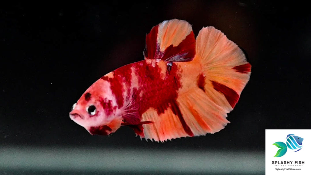 Koi Nemo Male Betta Fish For Sale | Online Fish Store