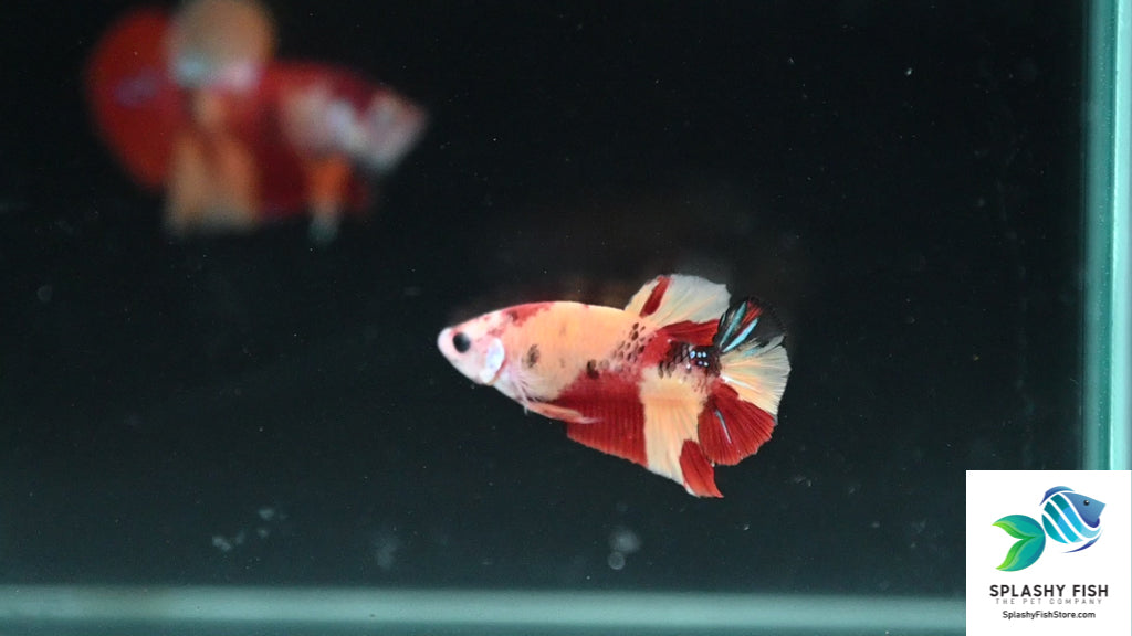 Male Betta Fish For Sale | Online Fish Store