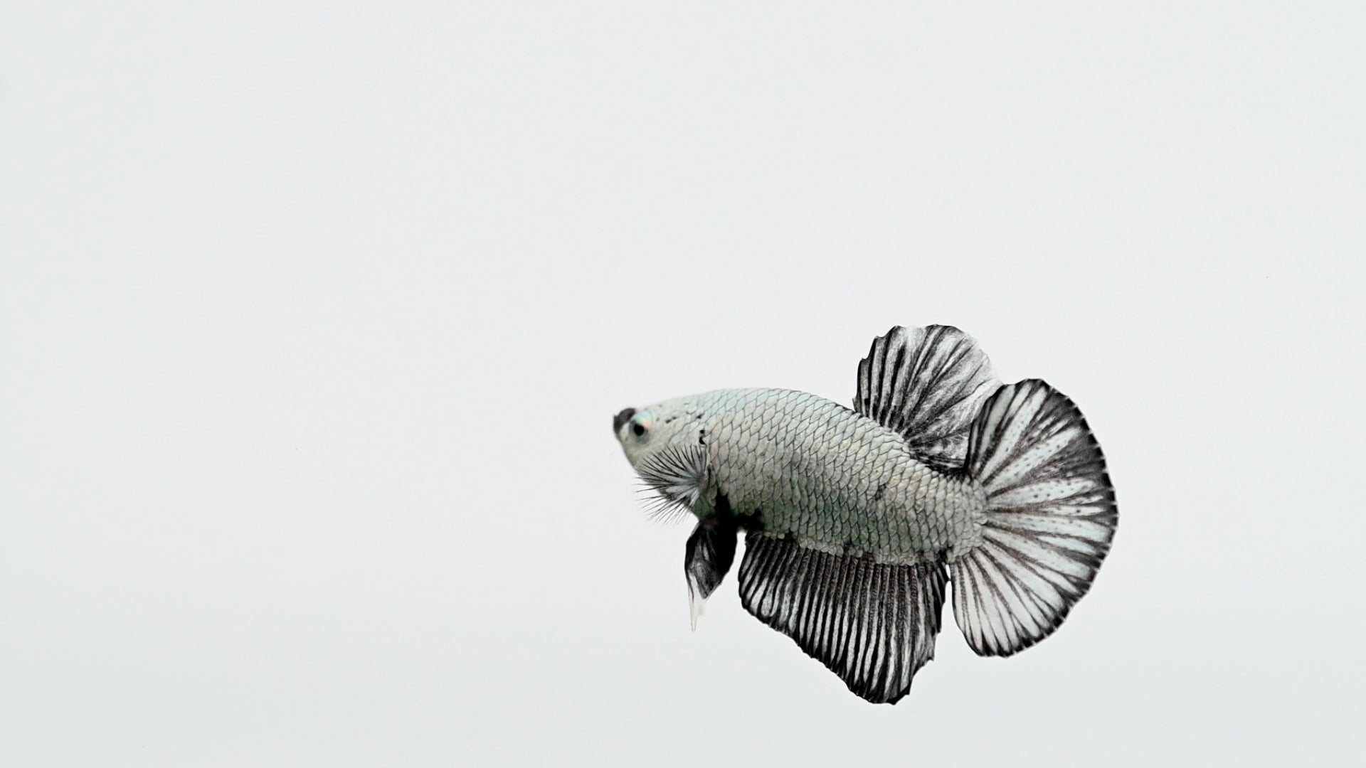 Black Dragon Halfmoon Plakat Betta Fish