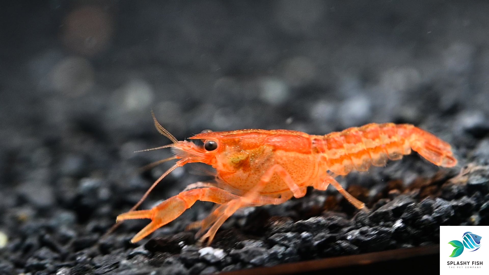 Splashy Fish | Dwarf Orange Mexican Lobster For Sale (Cambarellus Patzcuarensis)