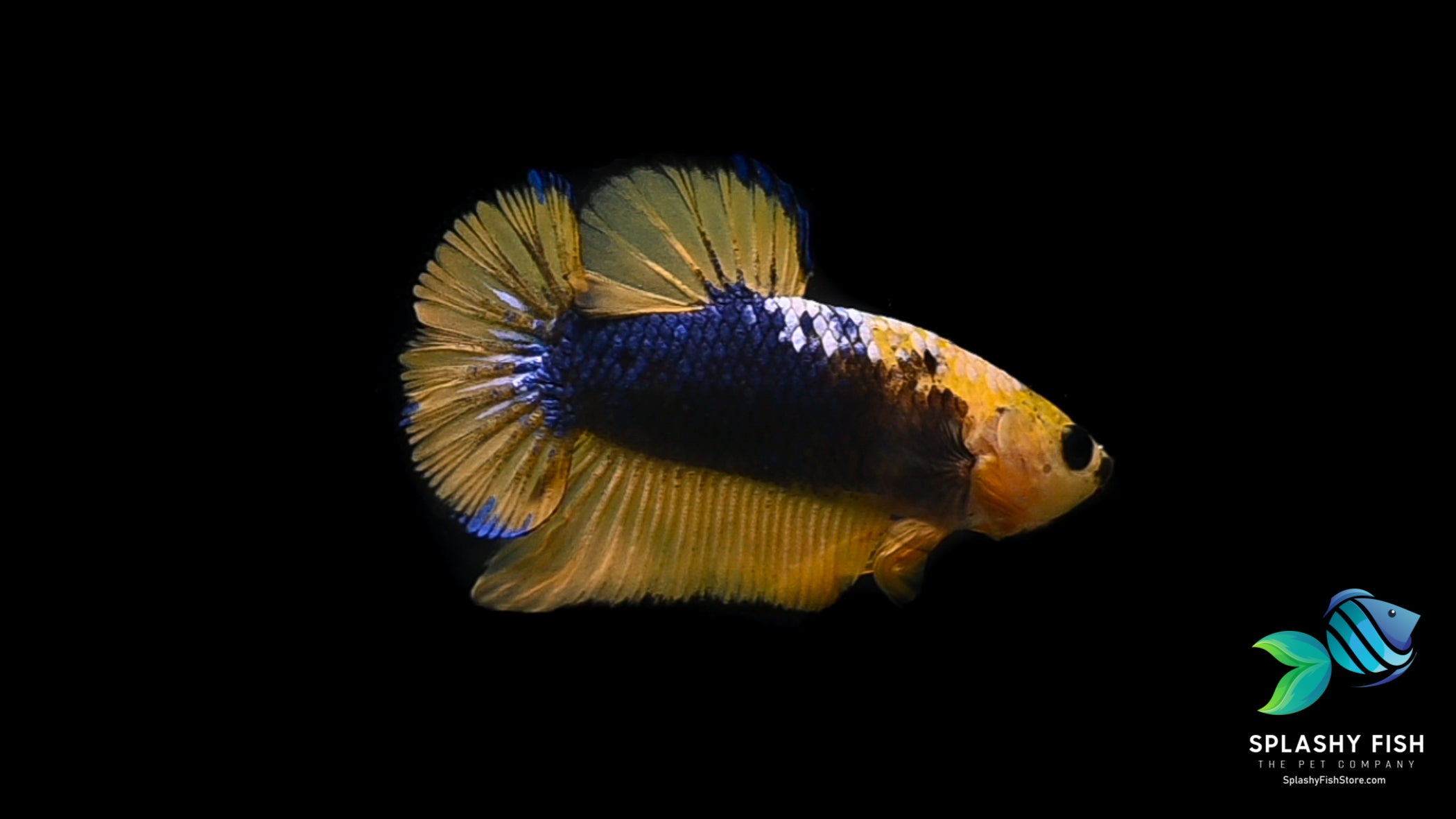 Yellow Fancy Halfmoon Plakat Betta Fish