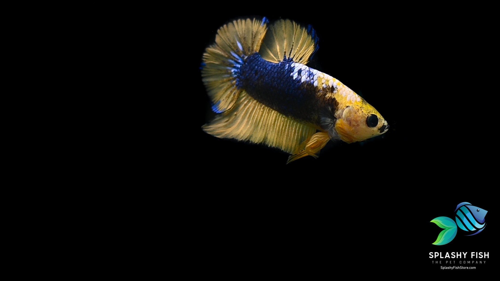 Yellow Fancy Halfmoon Plakat Betta Fish