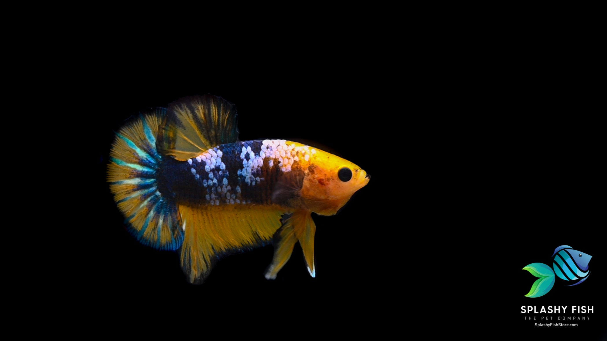 Yellow Fancy Halfmoon Plakat Betta Fish