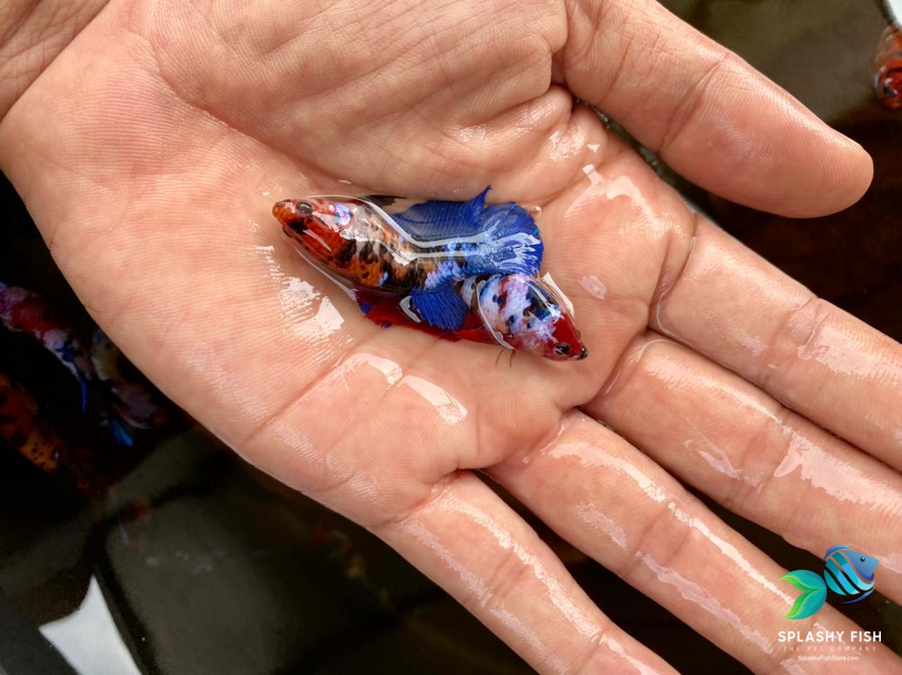 Female Betta Fish For Sale | Splashy Fish