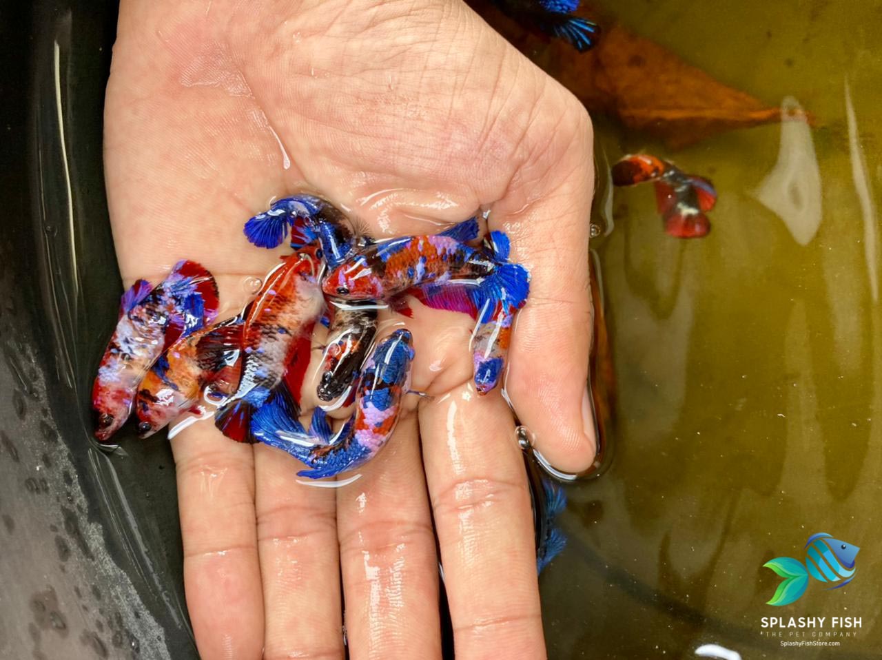 Koi Galaxy Female Betta Fish For Sale | Splashy Fish