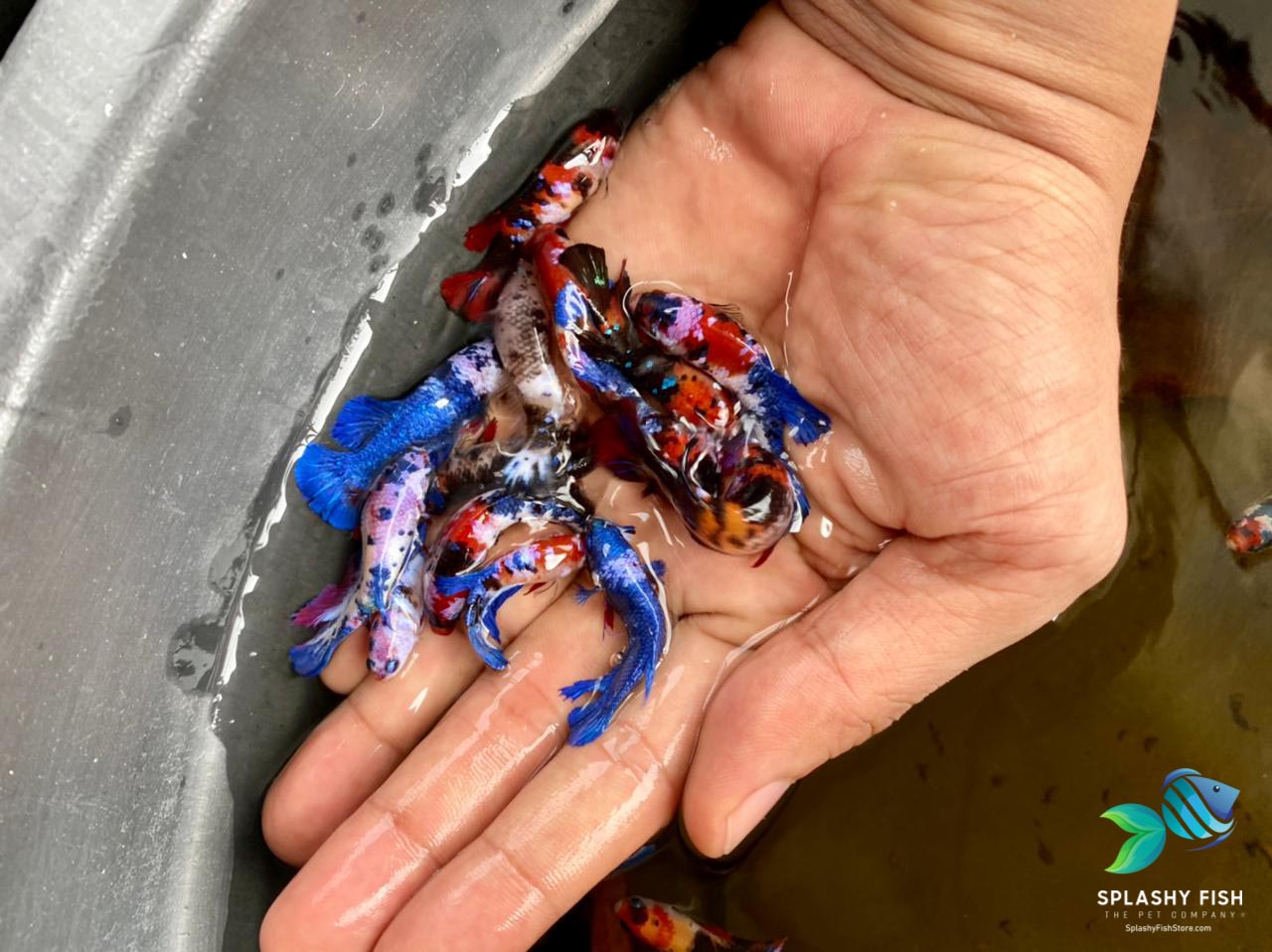 Deluxe Koi Galaxy Female Betta | Splashy Fish