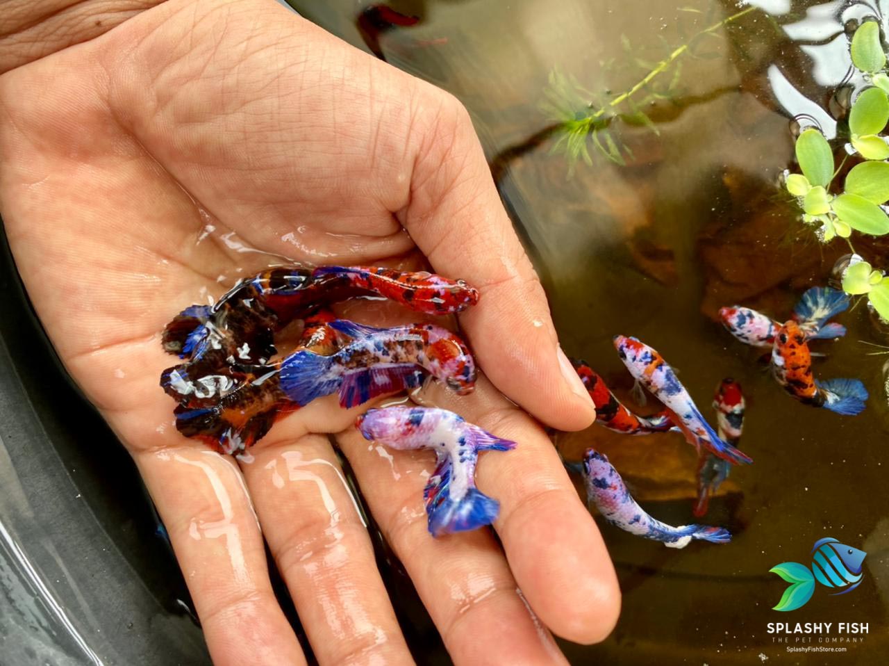 Halfmoon Plakat Koi Galaxy Female Betta Fish For Sale