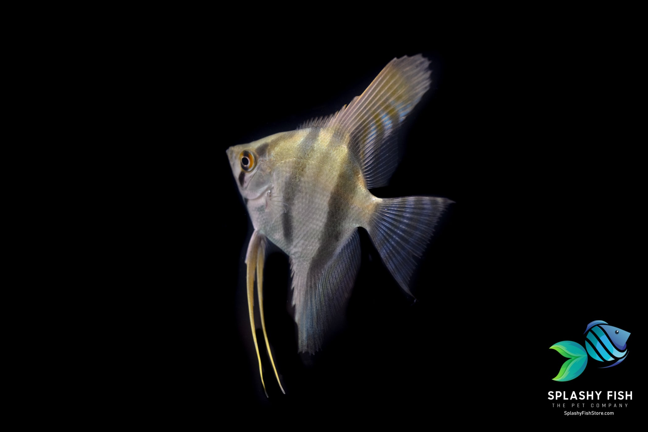 Zebra AngelFish For Sale | Blue Zebra Angelfish Black Zebra Angelfish