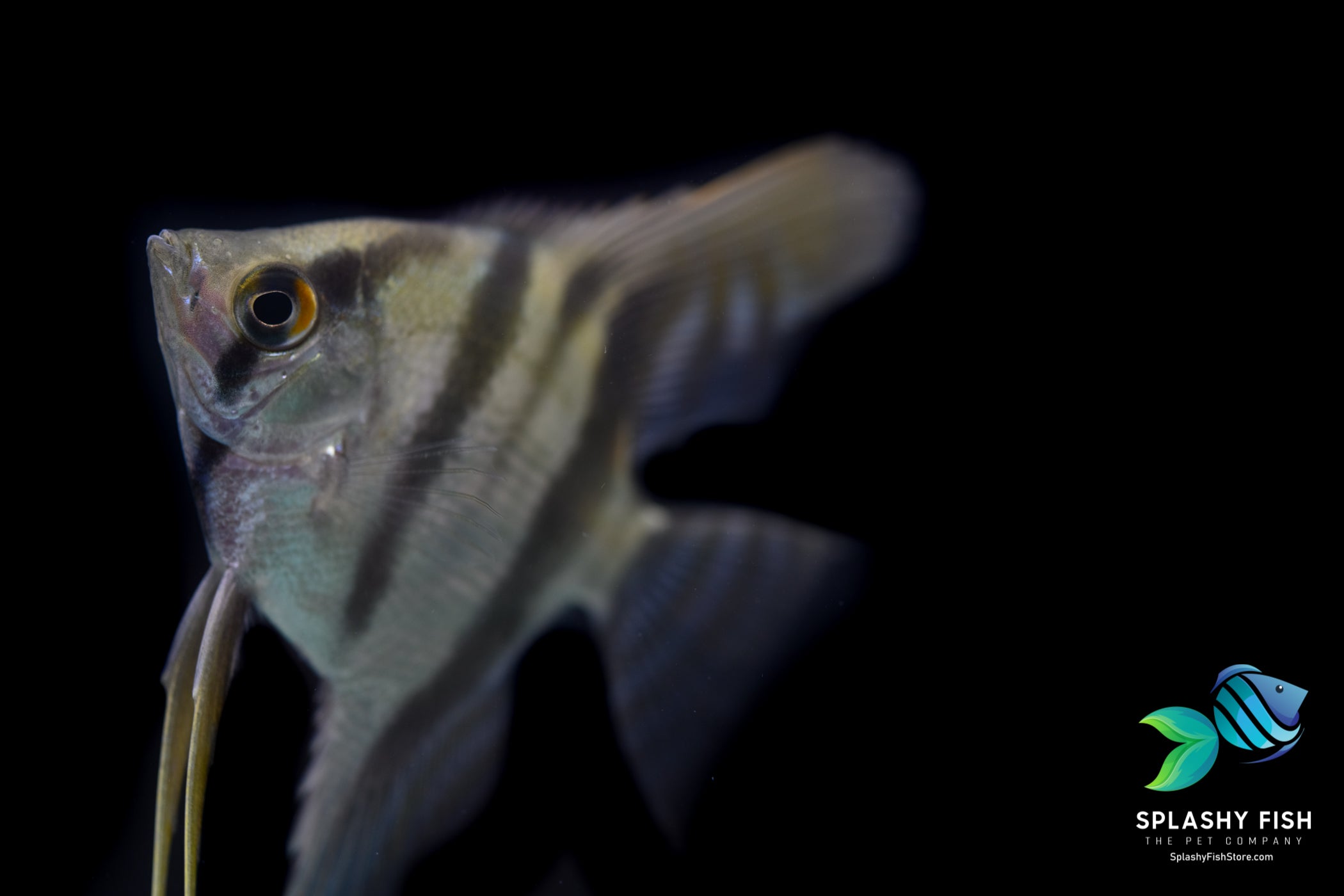 Zebra Angelfish
