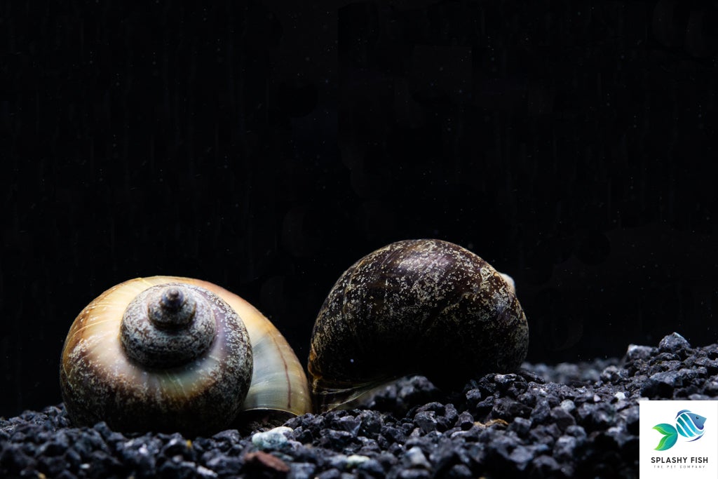 black mystery snail for sale, black mystery snail, black mystery snails, freshwater black snail, mystery snail black, black snails, black snails in aquarium, black freshwater snail, black snail, black apple snail