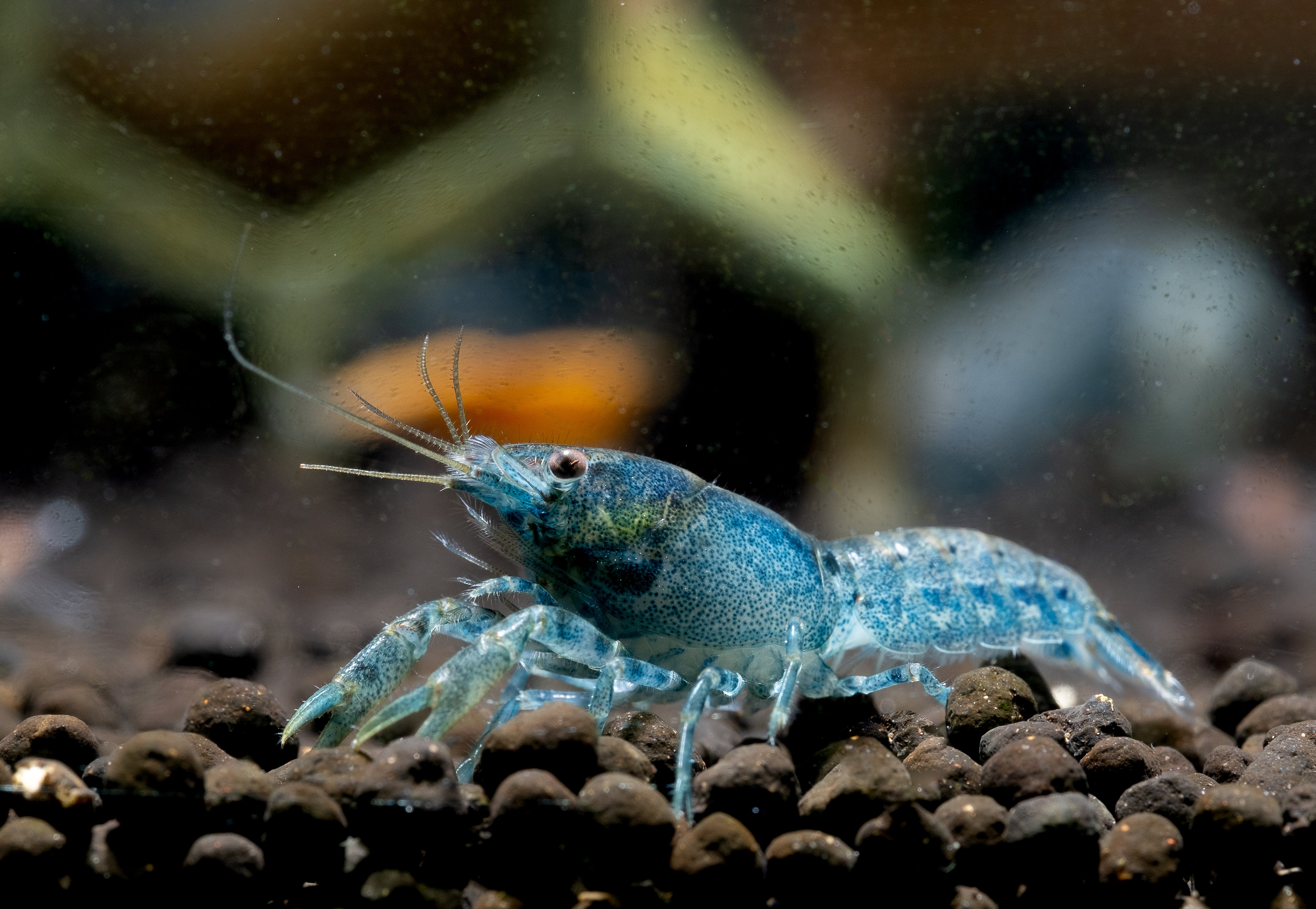 Blue Dwarf Lobster in planted aquarium