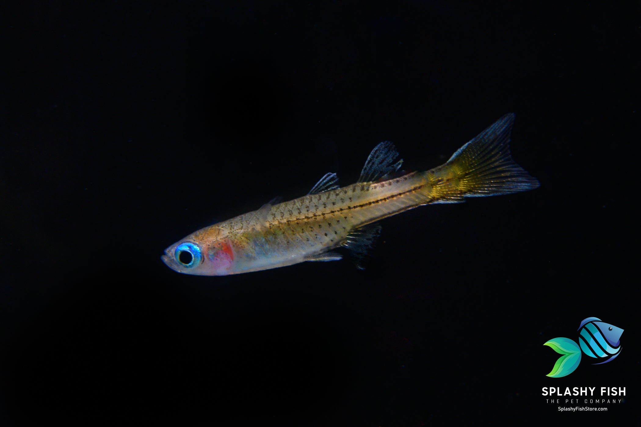 Female Blue Eye Dwarf Rainbow Fish
