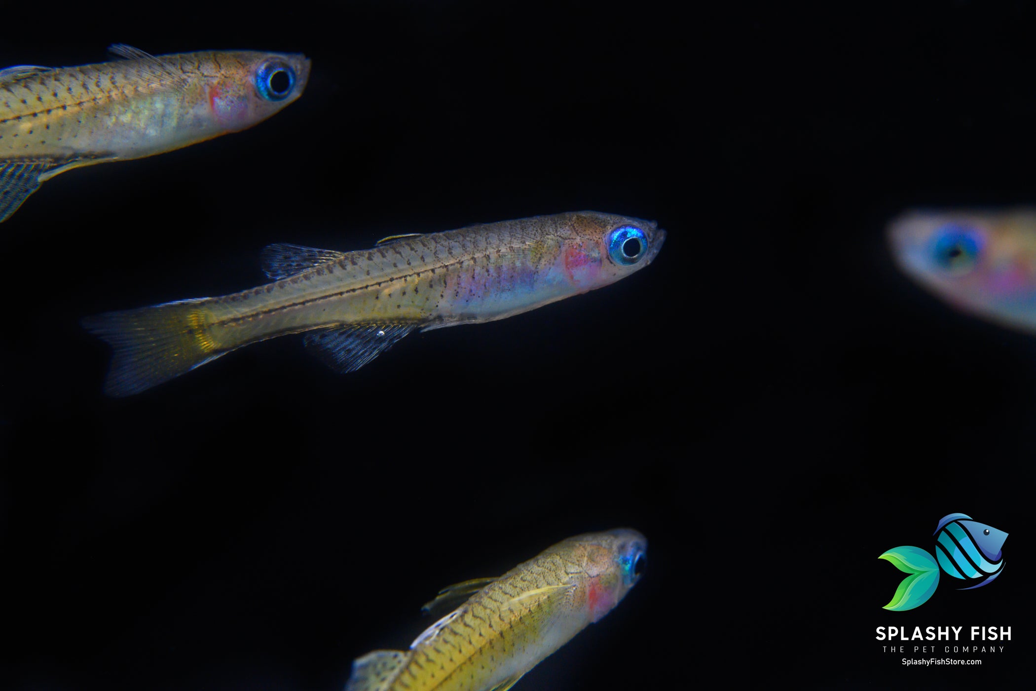 School of Blue Eye Dwarf Rainbow Fish in a freshwater aquarium fish tank