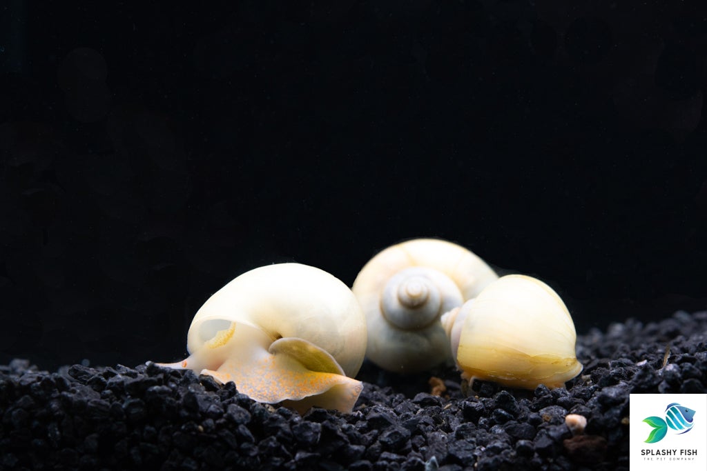 Ivory Mystery Snail For Sale , mystery snails for sale, aquarium snails, freshwater snails, aquarium snail for sale, freshwater snails for sale, invertebrates for sale, ivory mystery snails, ivory white mystery snail, ivory snail, ivory mystery snail, white mystery snail