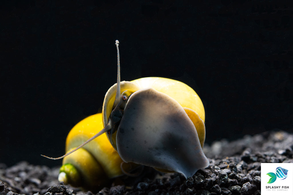 jade mystery snail for sale near me, jade mystery snail, jade mystery snails, olive jade mystery snail, yellow freshwater snail, yellow snail, green jade mystery snail, freshwater mystery snail