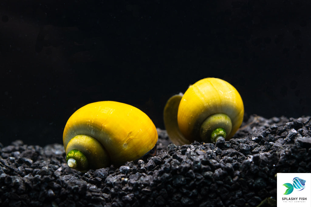 Jade Mystery Snail For Sale, jade mystery snail, jade mystery snails, jade apple snail, yellow apple snail, jade mystery snail for sale near me, yellow freshwater snail