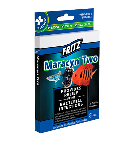 maracyn and maracyn 2, maracyn aquarium, maracyn and maracyn two, maracyn and shrimp maracyn blue green algae, maracyn bulk, maracyn betta, buy maracyn, buy maracyn 2, betta, maracyn 2, maracyn 2 betta fish, maracyn for betta fish, maracyn cyanobacteria, maracyn columnaris, maracyn directions, maracyn dropsy, does maracyn kill beneficial bacteria,