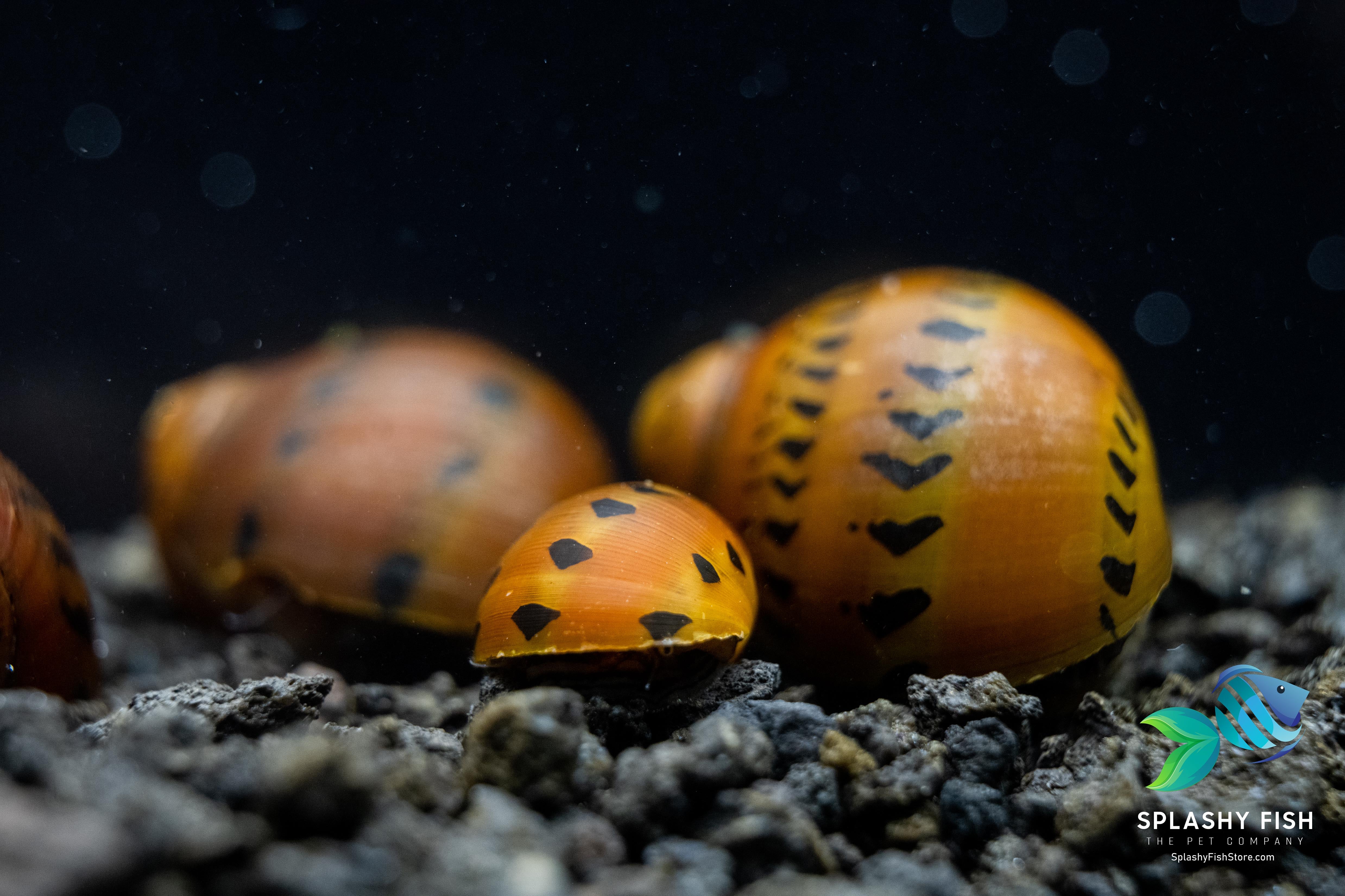 red racer nerite snail, red racer nerite snail for sale near me, red racer nerite snails, red racer snail, red nerite snail, racer nerite snail, red racer, red racer snails, red snail, red nerite snails, nerite racer snail, red racer nerite snail for freshwater aquarium