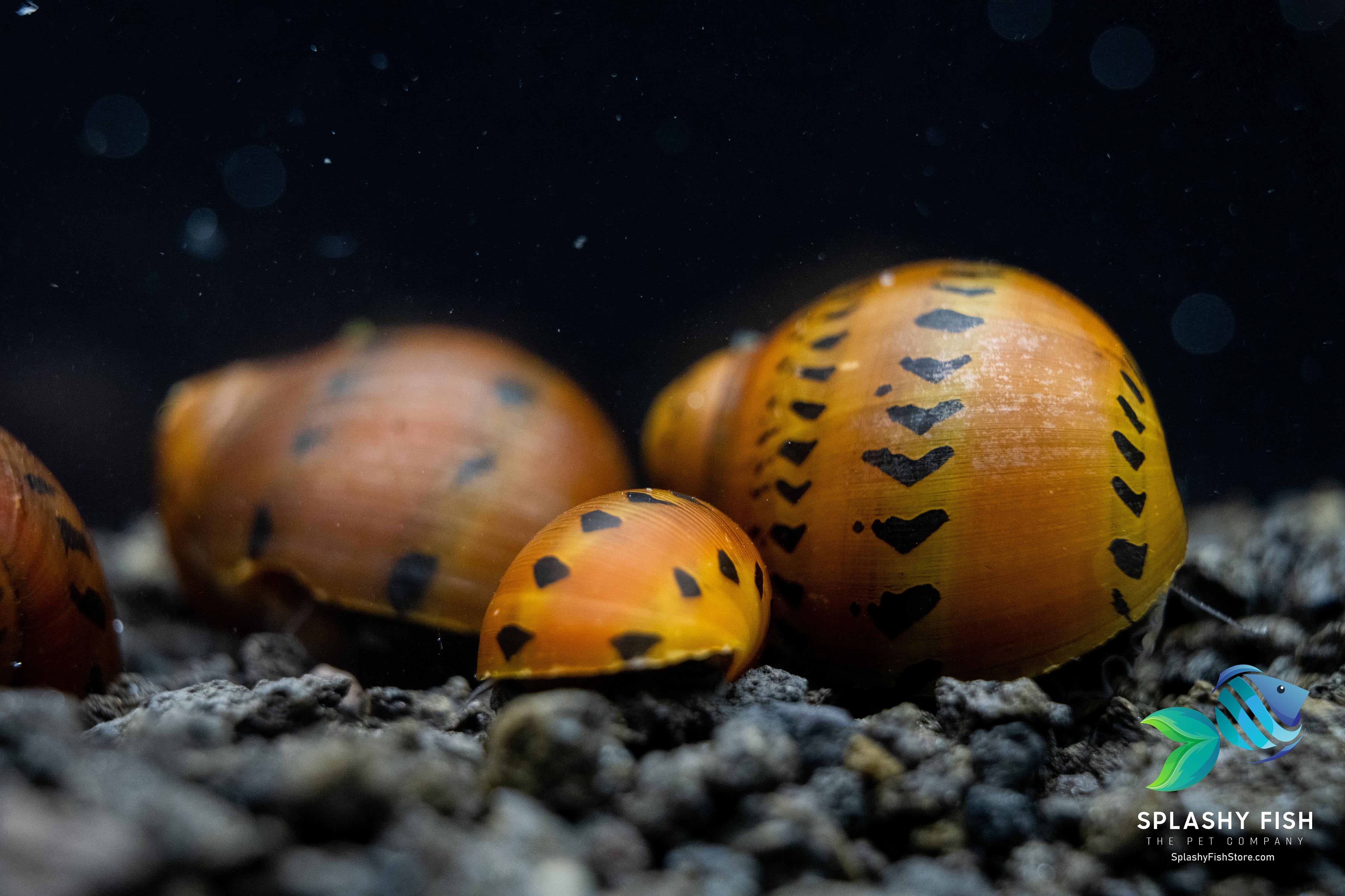 red racer nerite snail for sale near me, red racer nerite snail, red racer nerite snails, red snail, red racer, red nerite snails, racer nerite snail, red spotted nerite snail, red racer snail, red racer nerite, red racer nerite snail for freshwater aquarium