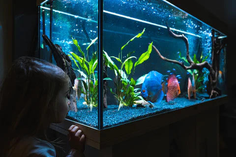 Benefits of Aquarium Education for Kids