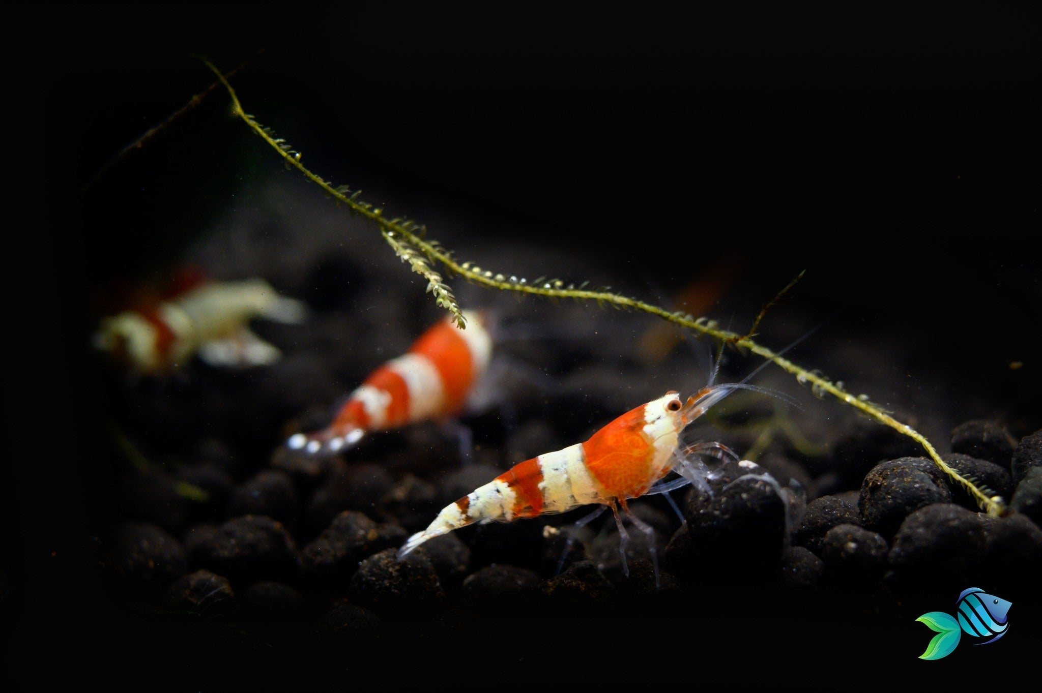 Are Freshwater Shrimps Really Easy to Care for?, How to Care for Freshwater Shrimp, Freshwater Shrimp, Caridina Shrimp, caridina shrimp care