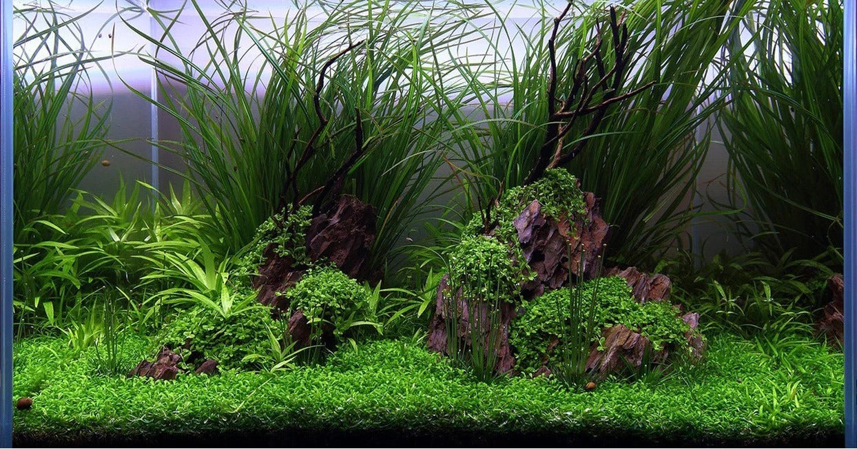 Background Plants, freshwater plants, aquatic plants, planted aquarium, planted fish tank, fish tank with live plants, aquarium with plants