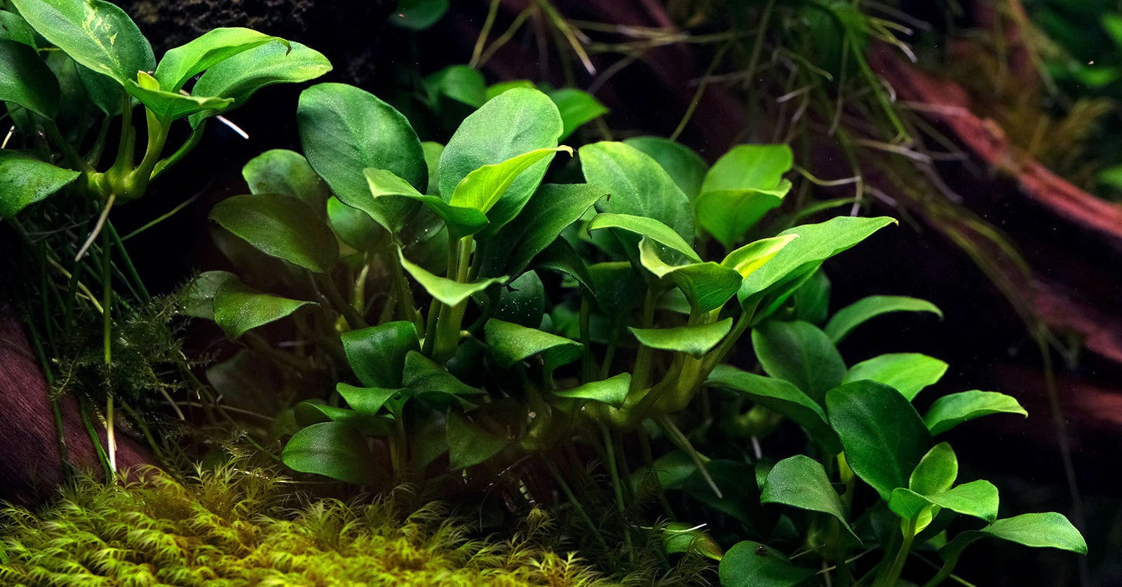 Anubias nana petite, anubias petite for sale, anubias plant for sale, freshwater plants for sale, aquatic plants for sale, Top 5 Anubias Plants for Aquarium Beginners, Anubias nana petite plants, Splashy Fish Store