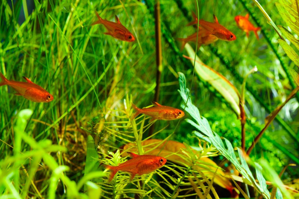 Top 10 Attractive Tetra Fish for Your Fish Tank, Tetra fish, tetras, ember tetra, tetra fish for sale, tetra fish tank