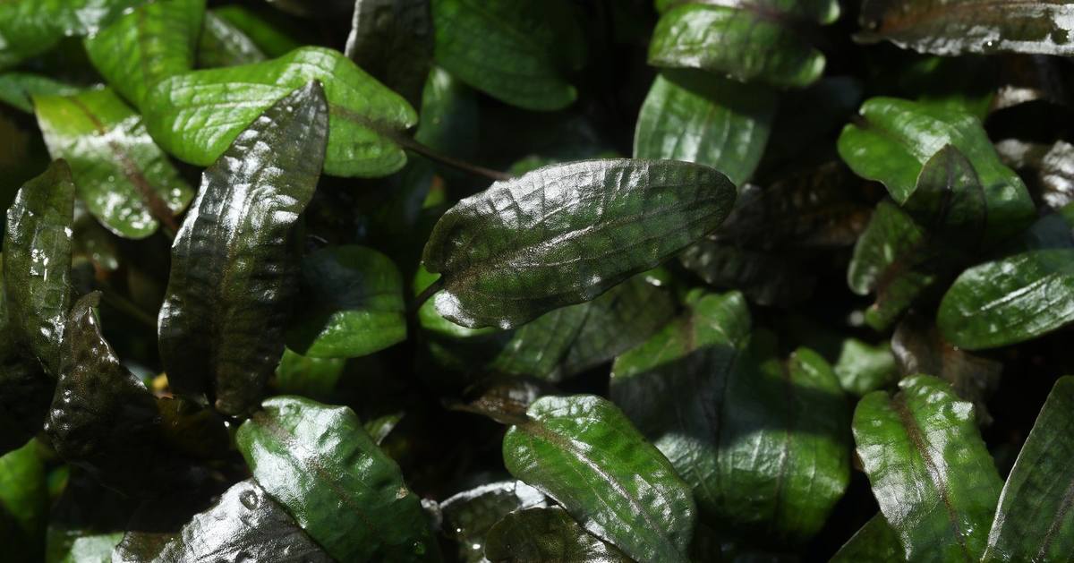 Cryptocoryne plants, freshwater plants, aquatic plants for sale, Cryptocoryne plants for sale, Cryptocoryne plant, Cryptocoryne plant for aquarium, Cryptocoryne