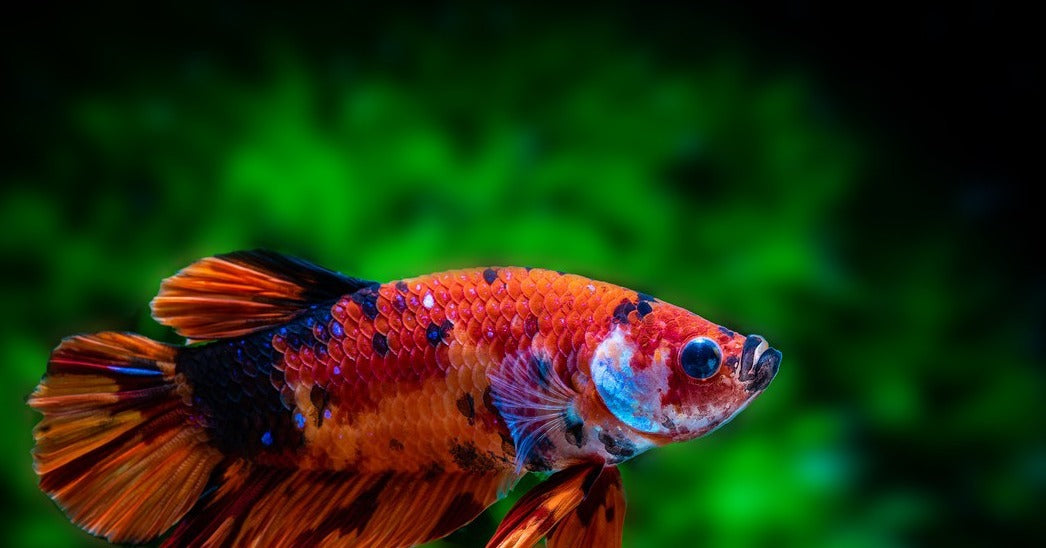 fish for betta, betta fish, betta fish for sale, bettas, top 5 freshwater fish for betta fish tank, betta fight fish, betta fighting fish for sale