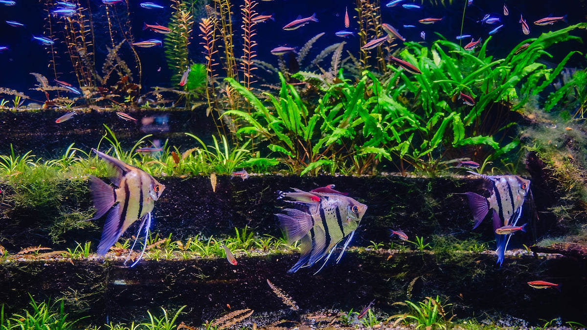 How to Fully Set Up A Fish Tank for Angel Fish – Splashy Fish