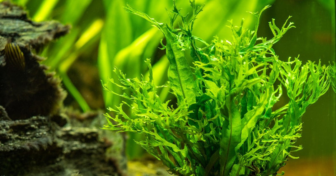 fern plants, java fern, java ferns, how to keep and care for java fern plants in your aquarium, java fern in aquarium, aquatic java fern, java fern care guide, fern plant care guide