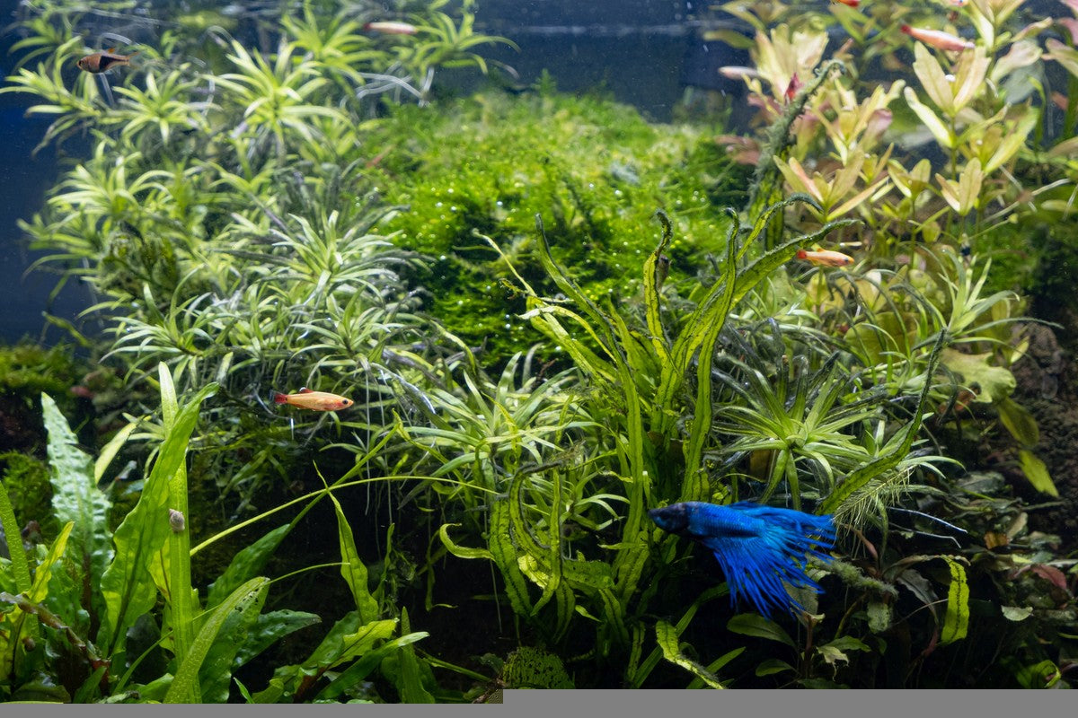 betta planted tank, betta fish tank, top 7 best live aquarium plants for betta fish tank, planted tank for betta, plants for betta tank, betta tank with plants