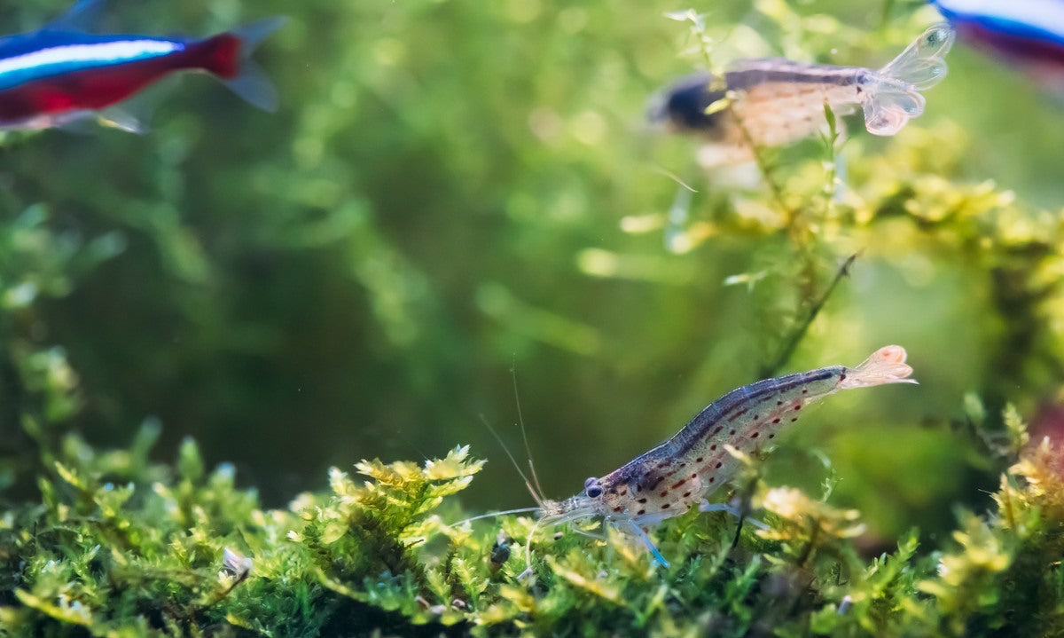 Caridina Shrimp for Sale, Caridina Freshwater Shrimp for Sale, Caridina Shrimp Tank Mates, Caridina Multidentata, Amano Shrimp for Sale, Amano Caridina Shrimp for Sale