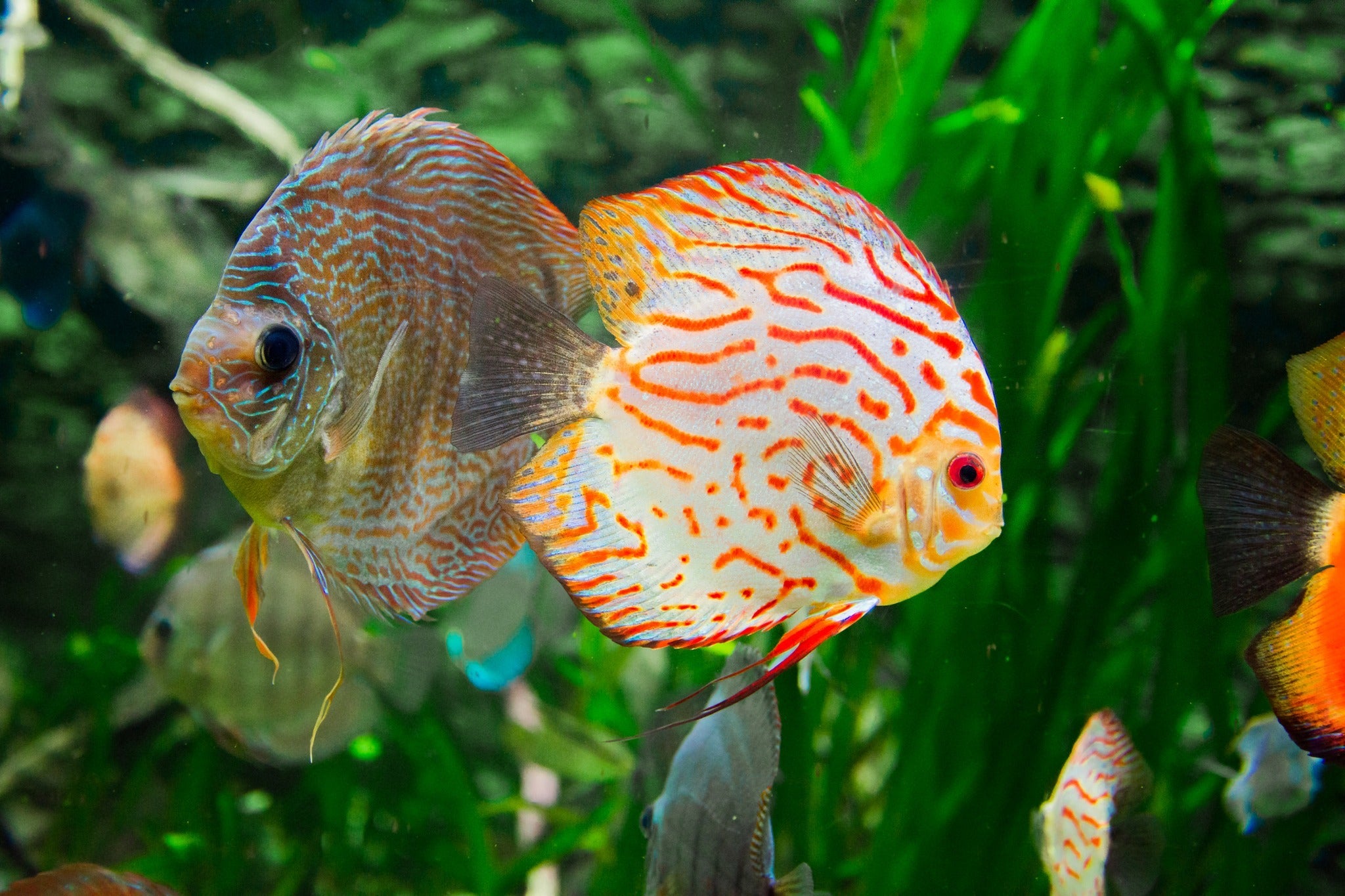 Discus Fish, Discus Fish for Sale, Discus Fish Tank Mates, Discus Fish Tank, Group of Discus Fish, Splashy Fish Store