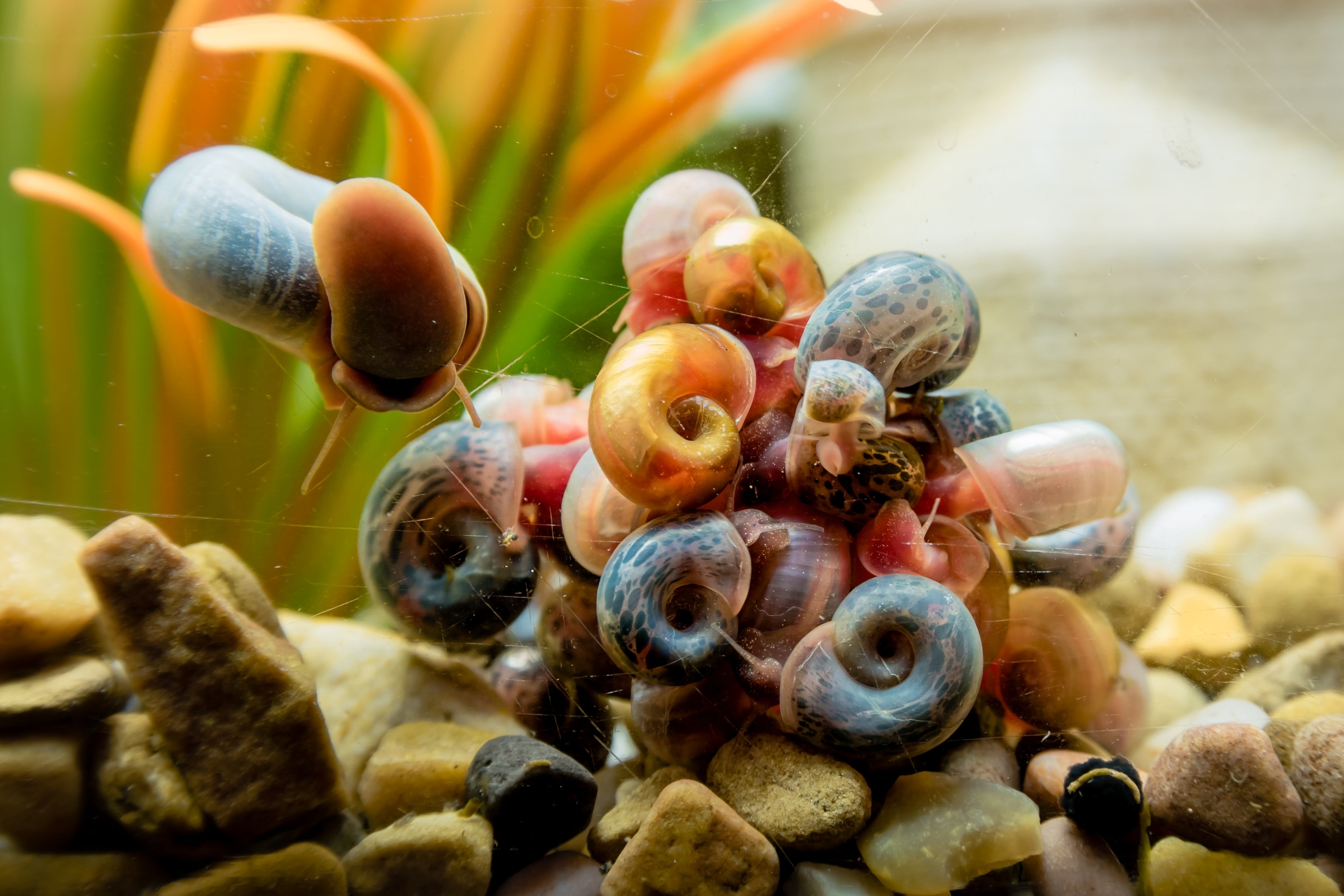 A group of freshwater snails in aquarium tank